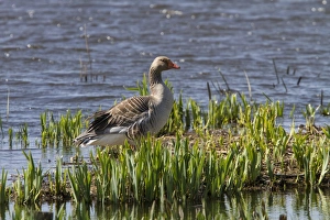 Geese Prints: Greylag Goose - Minsmere spring