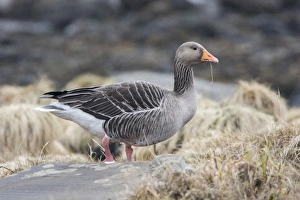 Geese Prints: Greylag Goose on sea shore, Jura Scotland