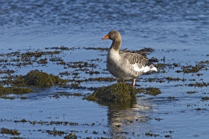 Grey Prints: Greylag Goose standing on seaweed, Jura, Scotland