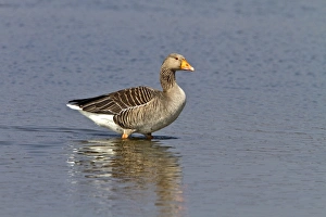 Grey Prints: Greylag Goose walking in water - Minsmere Suffolk
