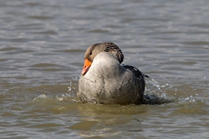 Greylag Goose washing