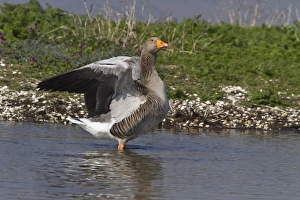 Grey Prints: Greylag goose wing flapping - Minsmere spring