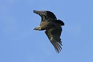 Spain Prints: Griffon Vulture in flight - Monfrague Spain