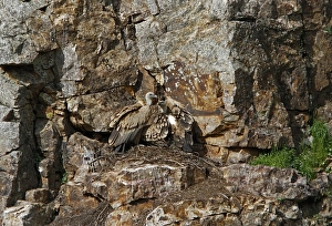 Spain Prints: Griffon Vultures pair at nest - Monfrague Spain