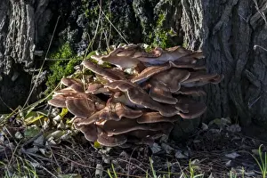 Polypore Prints: Grifola frondosa is a polypore mushroom that grows in clusters at the base of trees such as this one