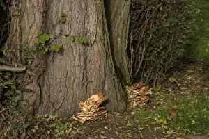 Grifola frondosa is a polypore mushroom that grows in clusters at the base of trees such as this one