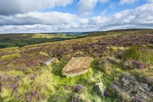 Moorland Prints: Gritstone boulders with flowering Common Heather (Calluna vulgaris) on moorland habitat