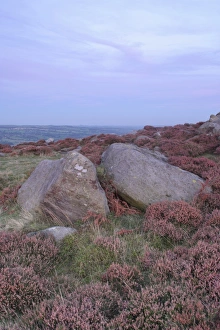 Wharfedale Prints: Gritstone rocks on heather moorland at dusk
