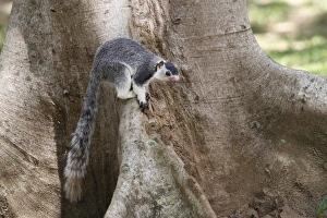 Rodent Prints: Grizzled Giant Squirrel (Ratufa macroura) adult