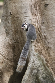 Grizzled Giant Squirrel (Ratufa macroura) adult, at base of tree trunk, Polonnaruwa, Sri Lanka, February