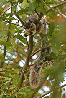 Squirrels Prints: Grizzled Giant Squirrel (Ratufa macroura) adult