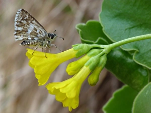Grizzled Skipper (Pyrgus malvae) adult male, resting on Auricula (Primula auricula) flower, Dolomites, Italian Alps
