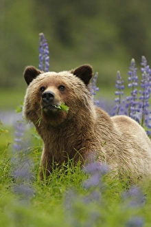 Grizzly Bear (Ursus arctos horribilis) adult, feeding on leaves, standing near Nootka Lupin (Lupinus nootkatensis)