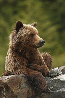 Grizzly Bear (Ursus arctos horribilis) adult, resting on rock in temperate coastal rainforest, Inside Passage