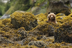 Grizzly Bear (Ursus arctos horribilis) adult, sitting amongst shoreline rocks in temperate coastal rainforest