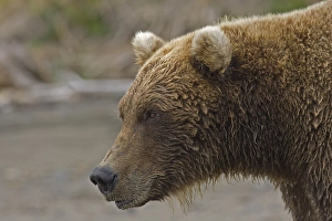 Grizzly Bear (Ursus arctos horribilis) adult, close-up of head, Hallo Bay, Katmai N. P. Alaska, U. S. A