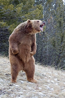 Grizzly Bear (Ursus arctos horribilis) adult, growling, standing on hind legs, Montana, U. S. A. january (captive)