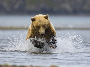 Grizzly Bear (Ursus arctos horribilis) adult, running in water, fishing for salmon along coastal creek, Katmai N. P. Alaska, U. S. A. august