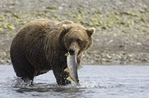 Grizzly Bear (Ursus arctos horribilis) adult, feeding, with freshly caught salmon in mouth, Katmai N. P. Alaska, U. S. A. august