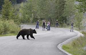 Grizzly Bear (Ursus arctos horribilis) adult, walking across road with people watching, Rocky Mountains, Alberta, Canada, june