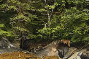 Grizzly Bear (Ursus arctos horribilis) adult female and cub, standing on shoreline in temperate coastal rainforest