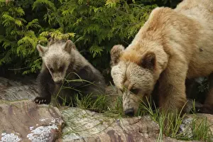 Grizzly Bear (Ursus arctos horribilis) adult female and cub, feeding on sedges in temperate coastal rainforest