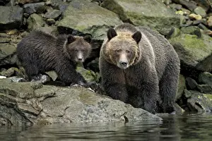 Grizzly Bear (Ursus arctos horribilis) adult female with cub, feeding on catch