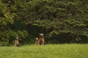 Grizzly Bear (Ursus arctos horribilis) adult female and two cubs, standing on back legs in clearing of temperate