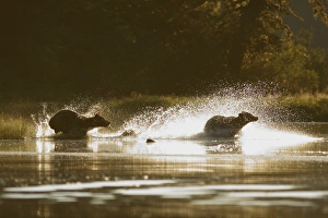 Grizzly Bear (Ursus arctos horribilis) two adults, mother chasing off another bear through water