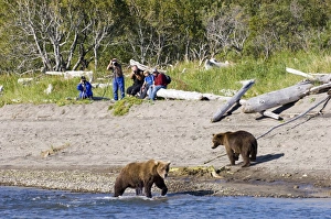 Grizzly Bear (Ursus arctos horribilis) two adults, at edge of water, with hikers taking photos in background, Katmai N. P. Alaska, U. S. A. august
