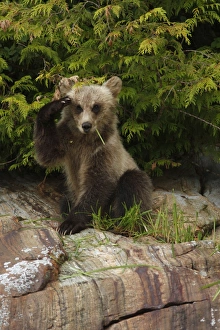 Ursidae Prints: Grizzly Bear (Ursus arctos horribilis) cub