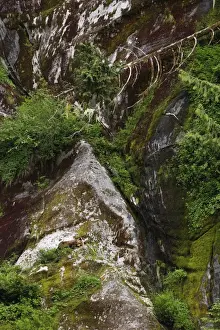 Grizzly Bear (Ursus arctos horribilis) immature male, sleeping on cliff ledge overlooking estuary at edge of temperate