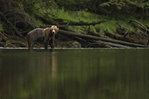 Ursidae Prints: Grizzly Bear (Ursus arctos horribilis) subadult