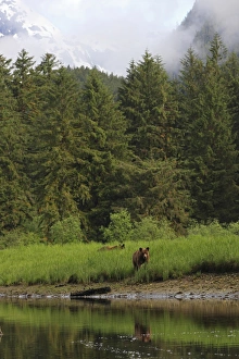 Clearings Prints: Grizzly Bear (Ursus arctos horribilis) two subadults