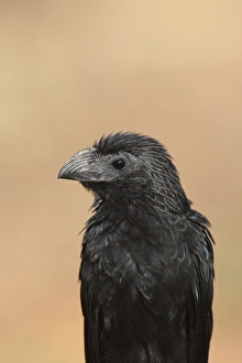 Cuckoos Prints: Groove-billed Ani (Crotophaga sulcirostris) adult