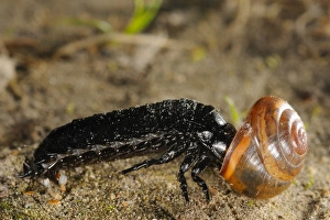 Killing Prints: Ground Beetle (Carabidae sp. ) larva, feeding on snail prey, Italy, april