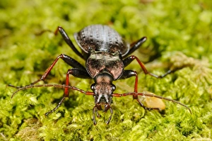 Carabid Prints: Ground Beetle (Carabus linnei) adult, standing on moss, Italy, june