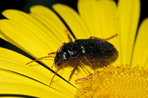 Belvedere Prints: Ground Beetle (Harpalus affinis) adult