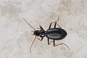 Freeze Prints: Ground Beetle (Nebria germari) adult