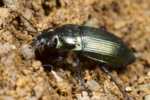 Carabid Prints: Ground Beetle (Poecilus cupreus) adult, Powys, Wales, June
