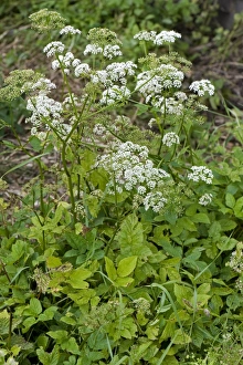 July Prints: Ground elder, Aegopodium podagraria, flowering invasive garden weeds