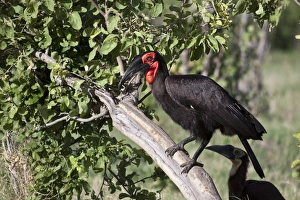 Lebala Prints: Ground hornbill adult male with immature in background. Near Lebala camp botswana
