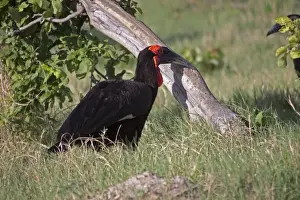 Botswana Prints: Ground hornbill adult male. Near Lebala camp botswana