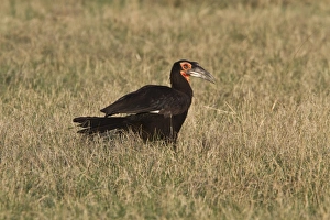 Ground hornbill adult. Near Lebala camp botswana