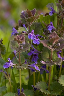 Creeping Prints: Ground-ivy (Glechoma hederacea) flowering, Norfolk, England, may
