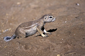 Rodent Prints: Ground Squirrel (Xerus inauris) Namibia