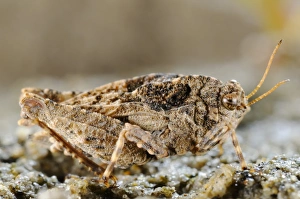 Grasshopper Prints: Groundhopper (Depressotetrix depressa) adult, Italy, august