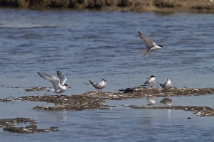 Group of adult Common Terns on Havergate Marsh Suffolk