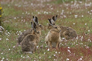 Lepus Prints: Group of Brown Hares on Havergate Island, Suffolk