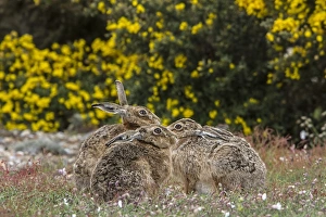 Group of Brown Hares on Havergate Island, Suffolk